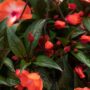 New Guinea Impatiens – Super Sonic Orange Ice – 12″ Hanging Basket